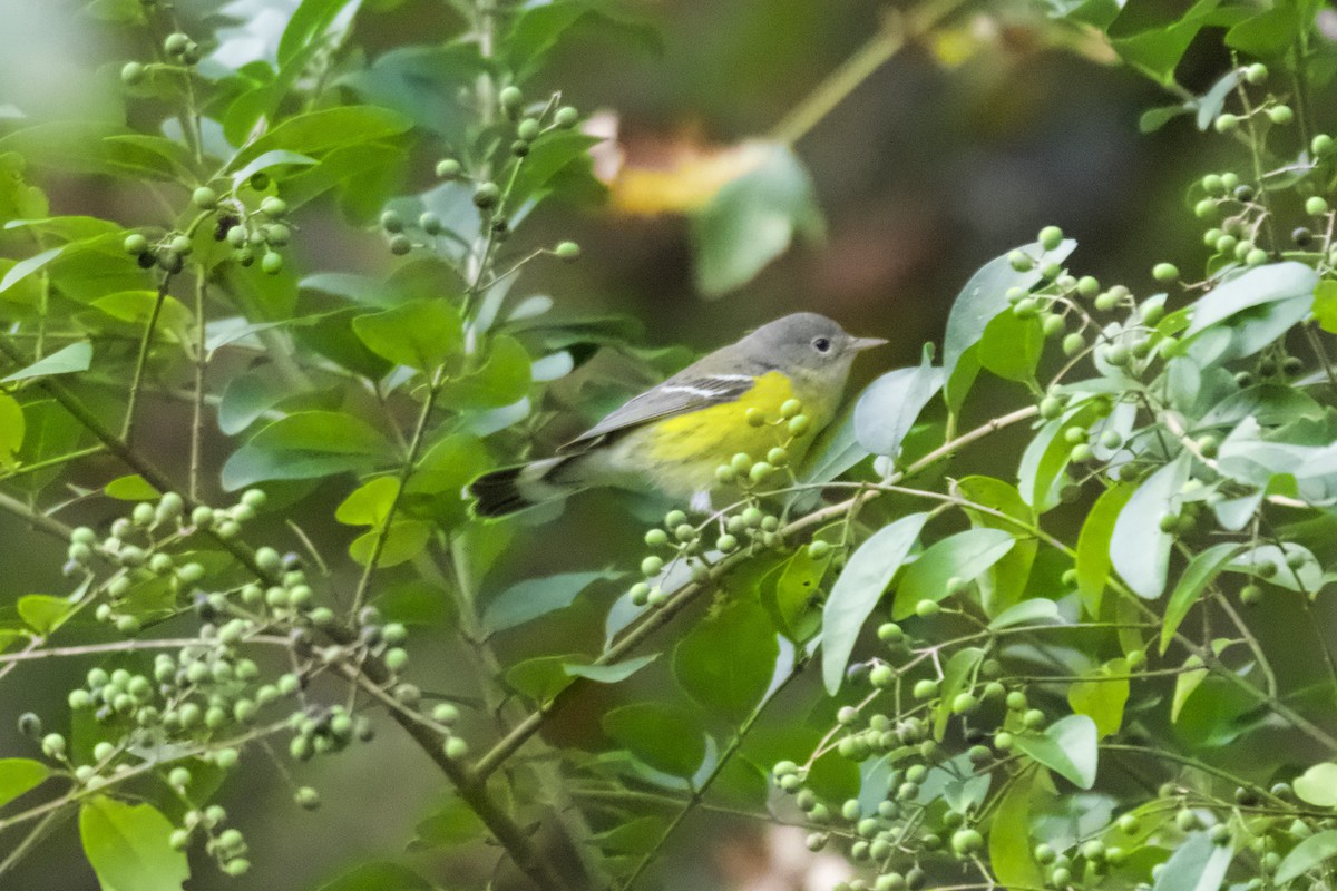 Magnolia Warbler - ML642755697