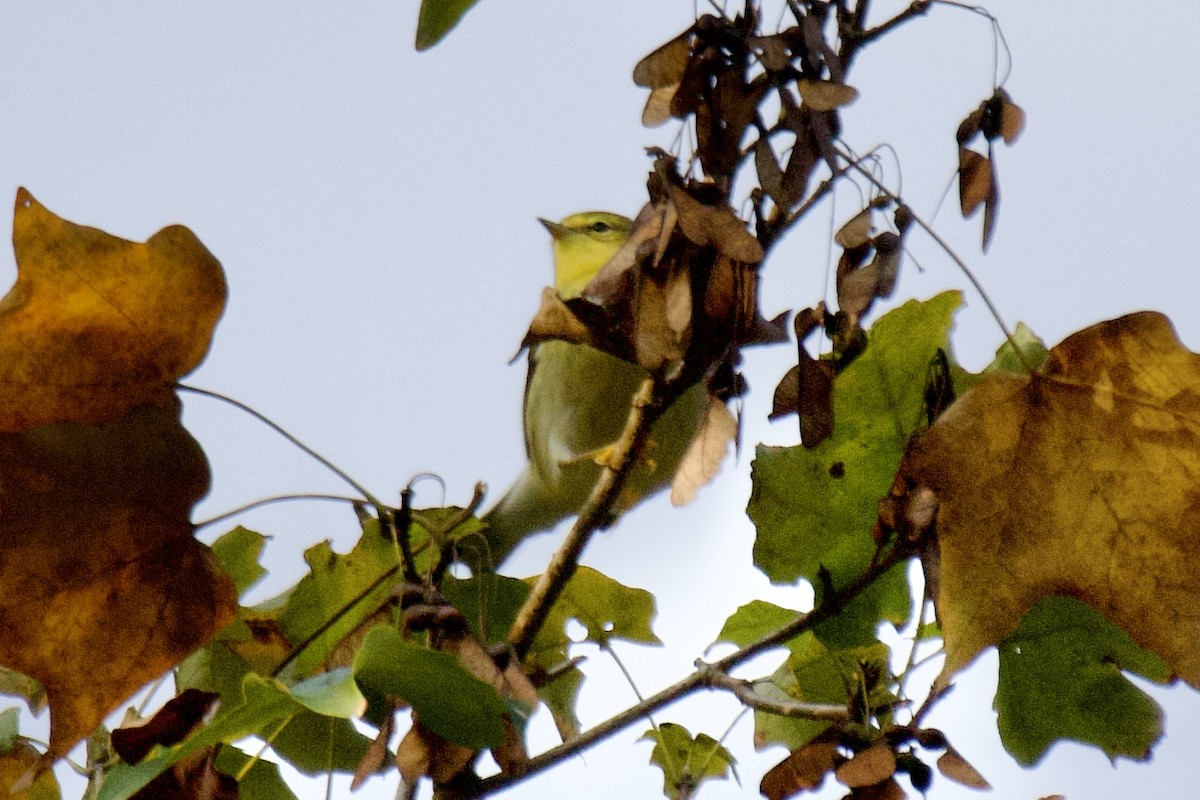 Blackpoll Warbler - ML642755705