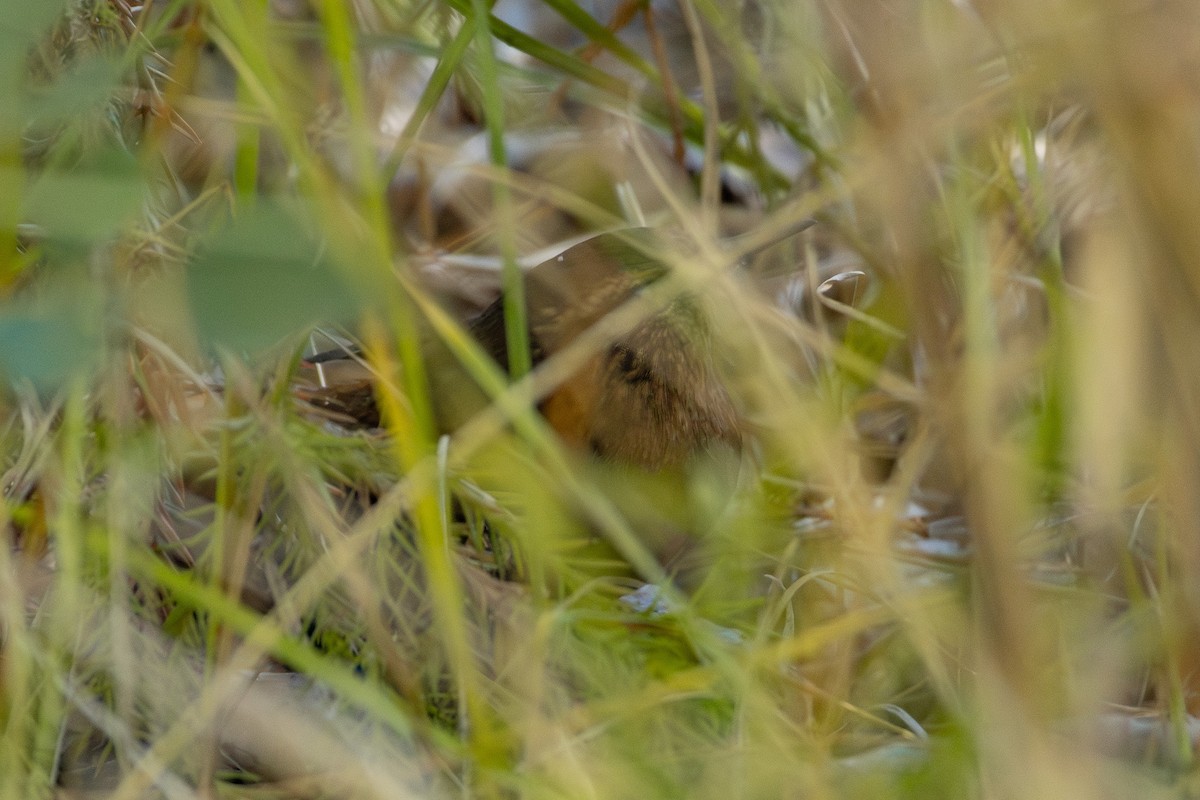 Pacific Wren