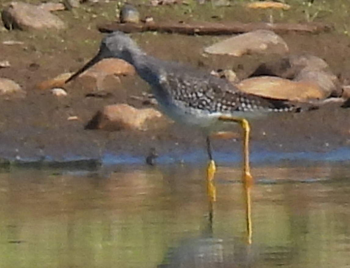 Greater Yellowlegs - ML642755758
