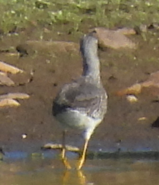 Greater Yellowlegs - ML642755760