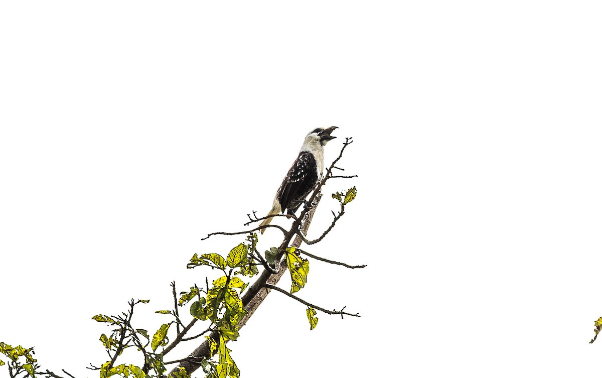 White-headed Barbet - ML642755764