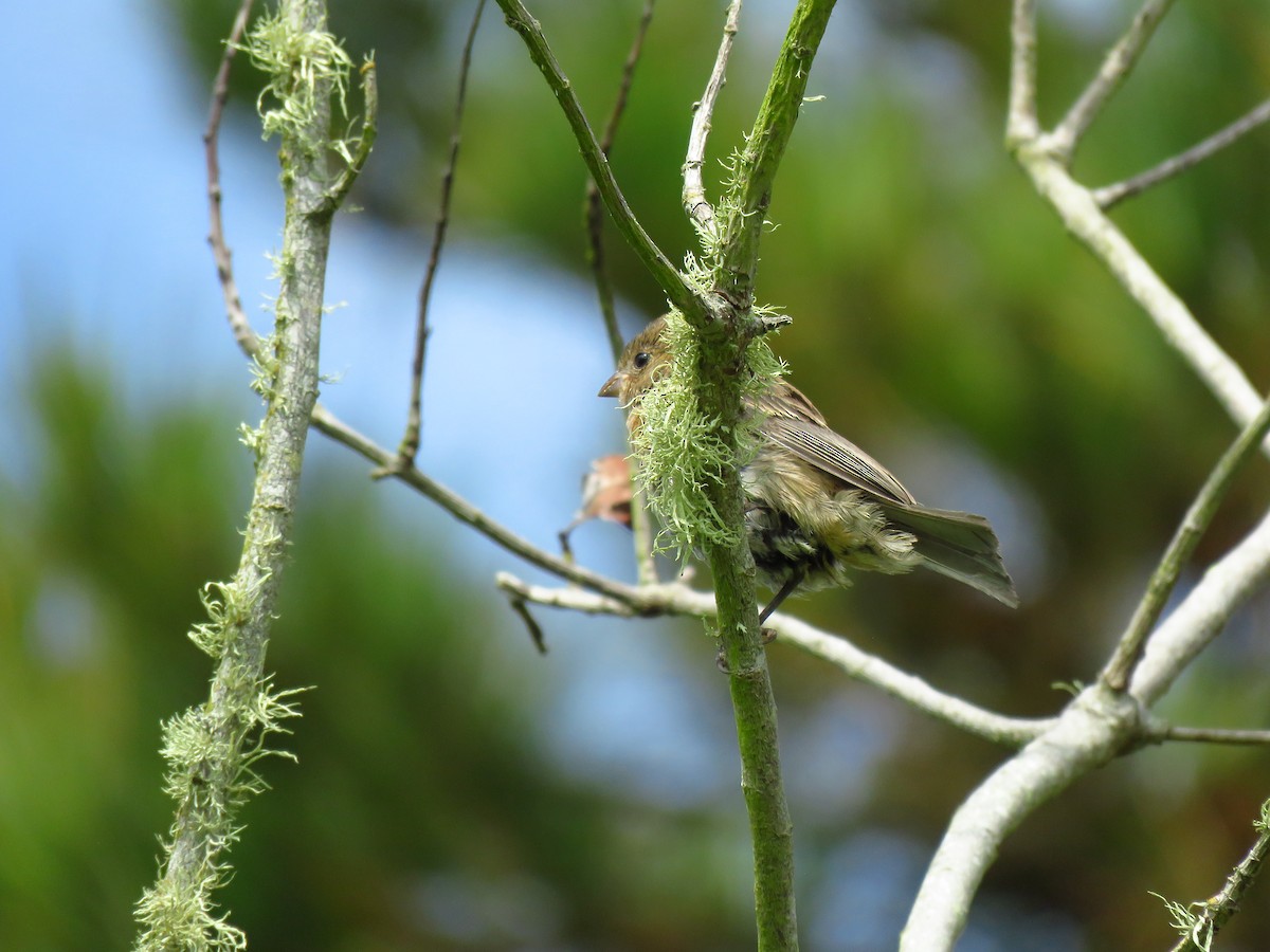 Lazuli Bunting - ML642755771