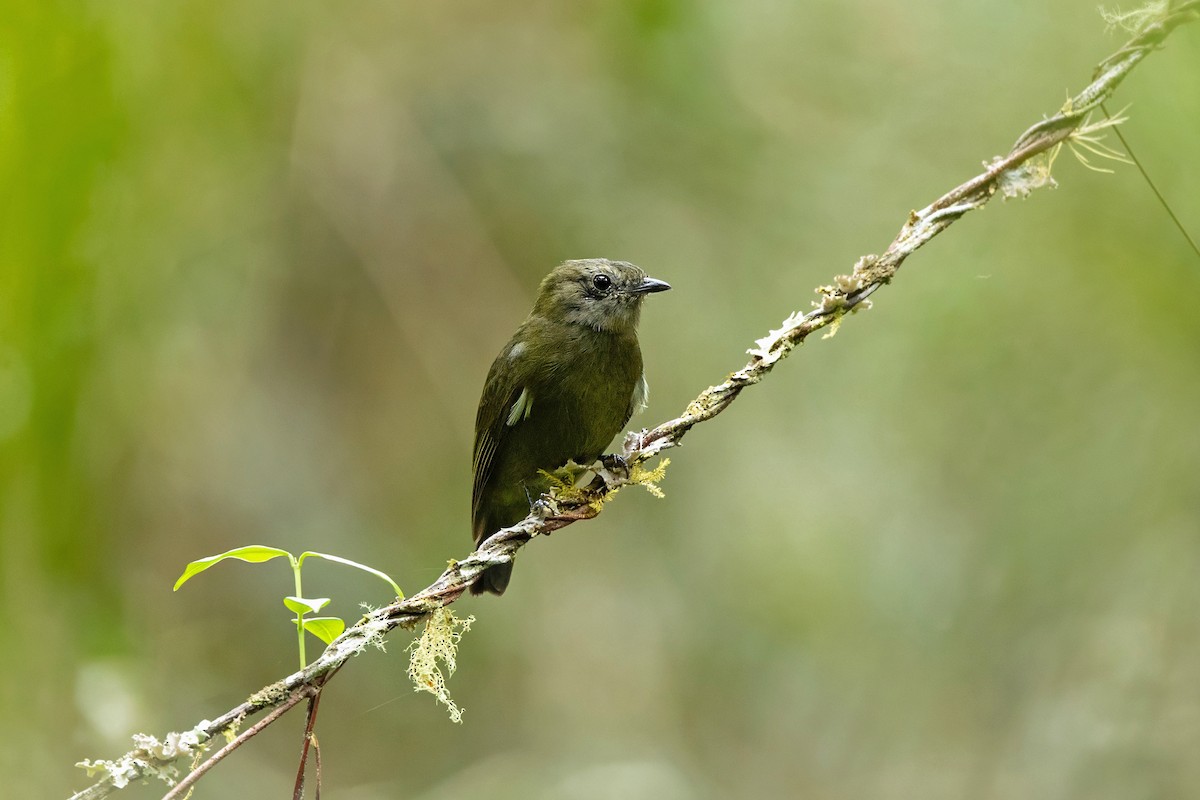 Jet Manakin - ML642755778
