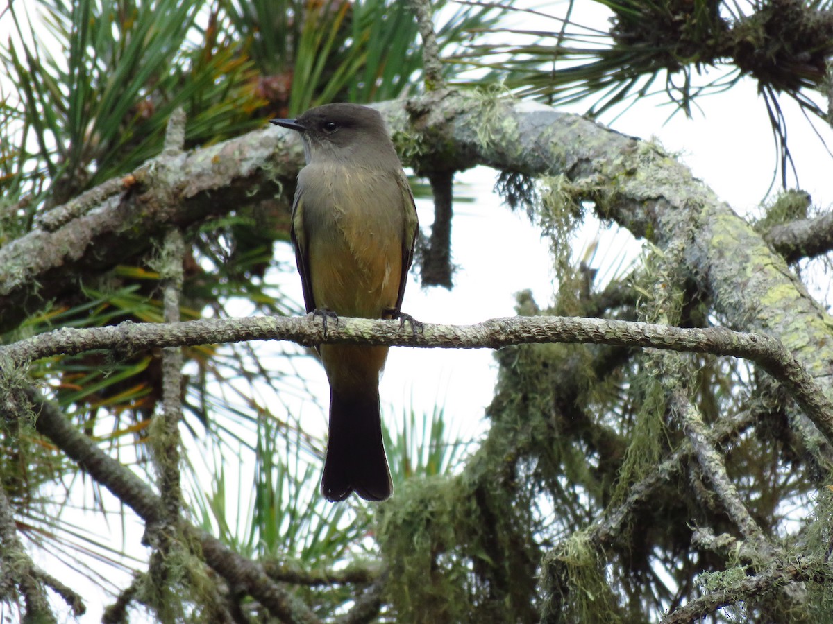 Say's Phoebe - ML642755797