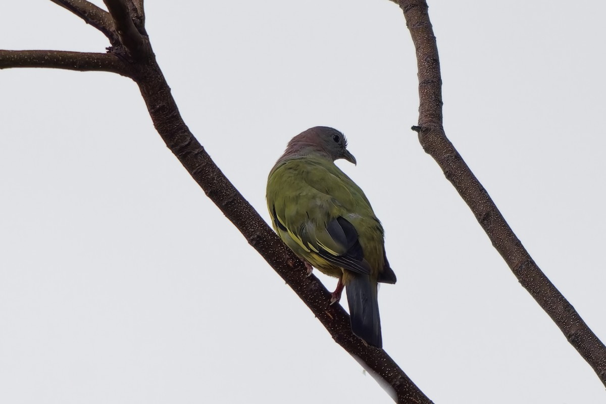 Pink-necked Green-Pigeon - ML642755804