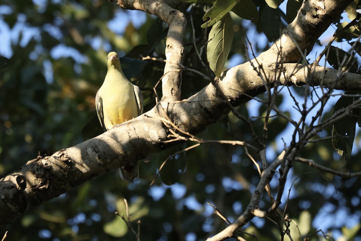 African Green-Pigeon - ML642755805