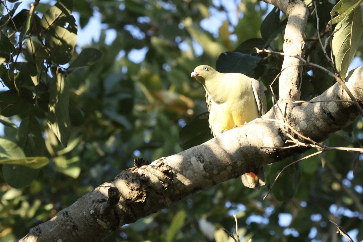 African Green-Pigeon - ML642755806