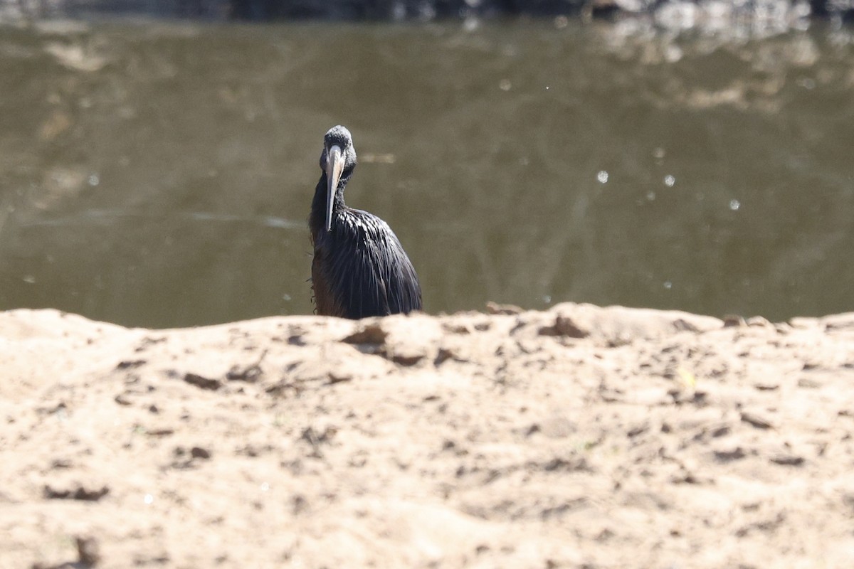 African Openbill - ML642755812