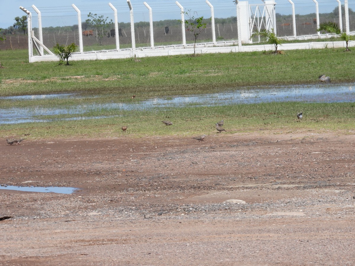 Eared Dove - ML642755820