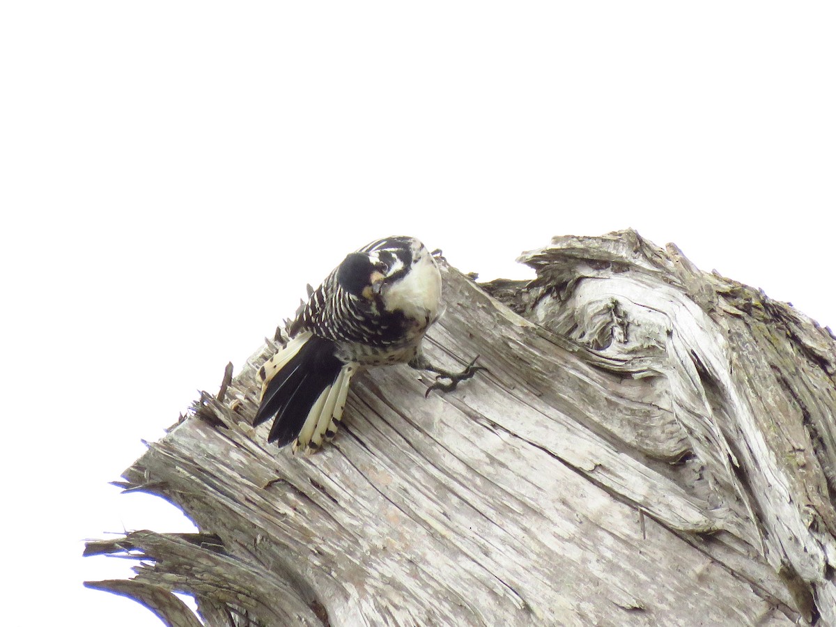Nuttall's Woodpecker - ML642755821