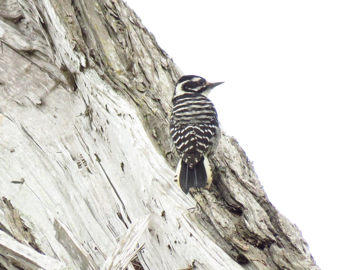 Nuttall's Woodpecker - ML642755822