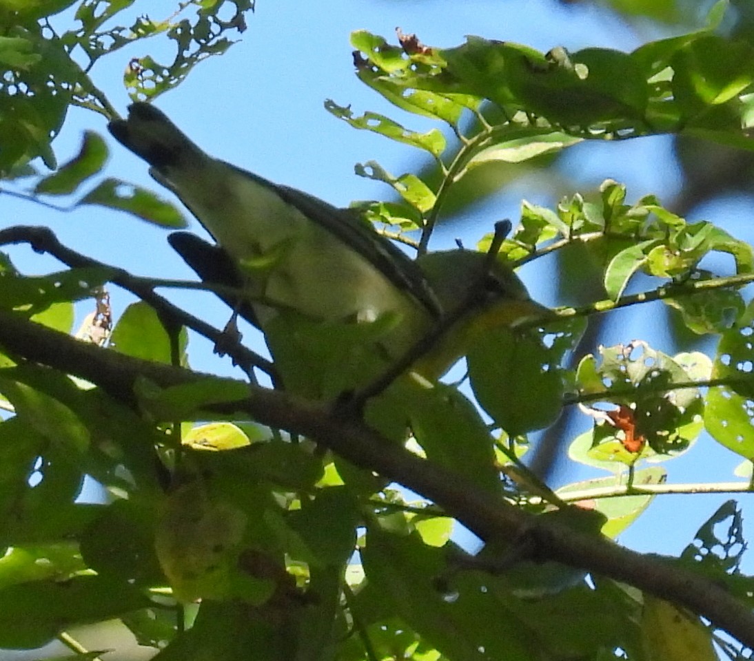 Parula Norteña - ML642755825