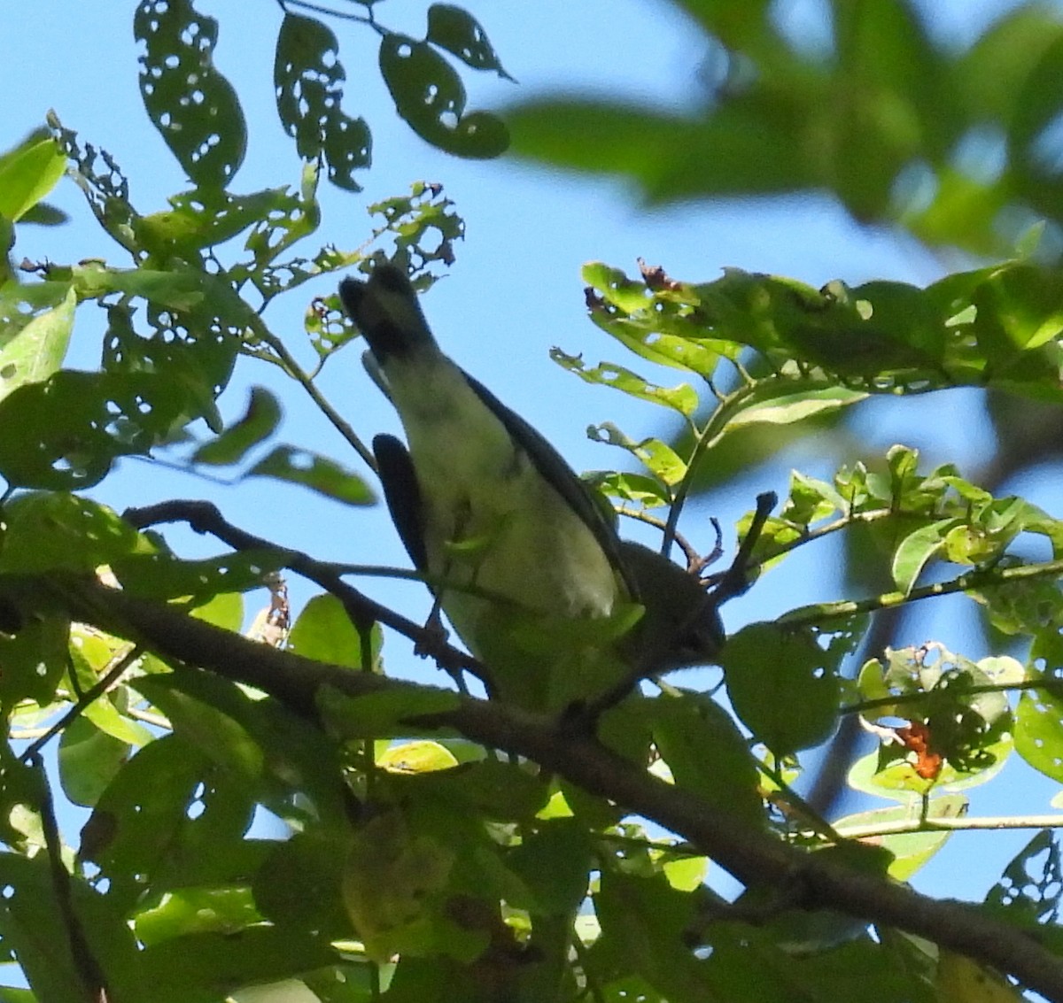 Parula Norteña - ML642755826