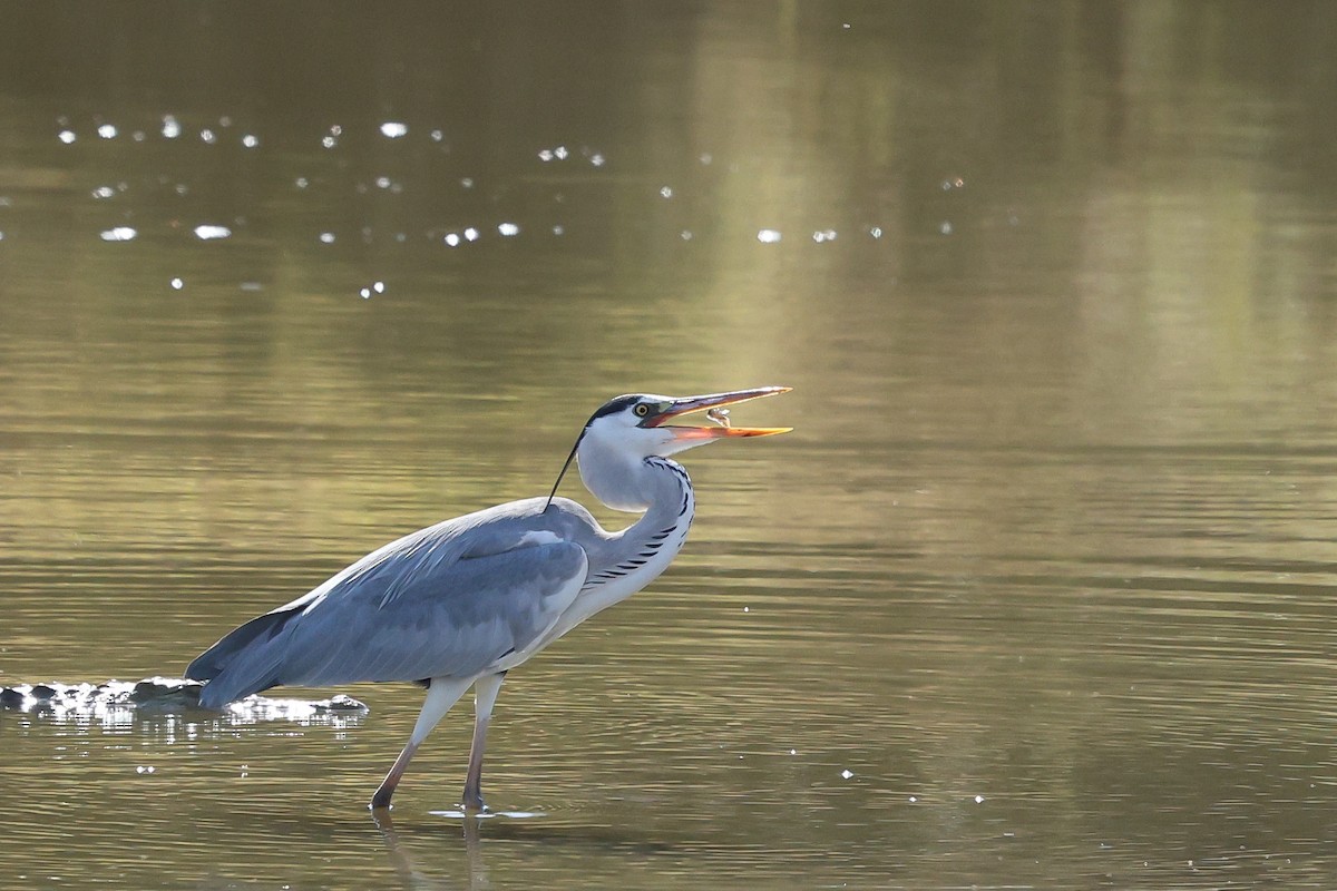 Gray Heron - ML642755828