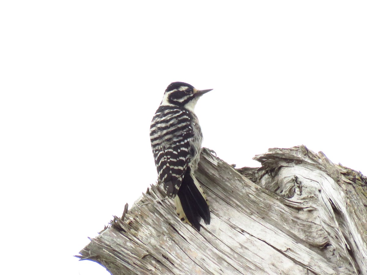 Nuttall's Woodpecker - ML642755829