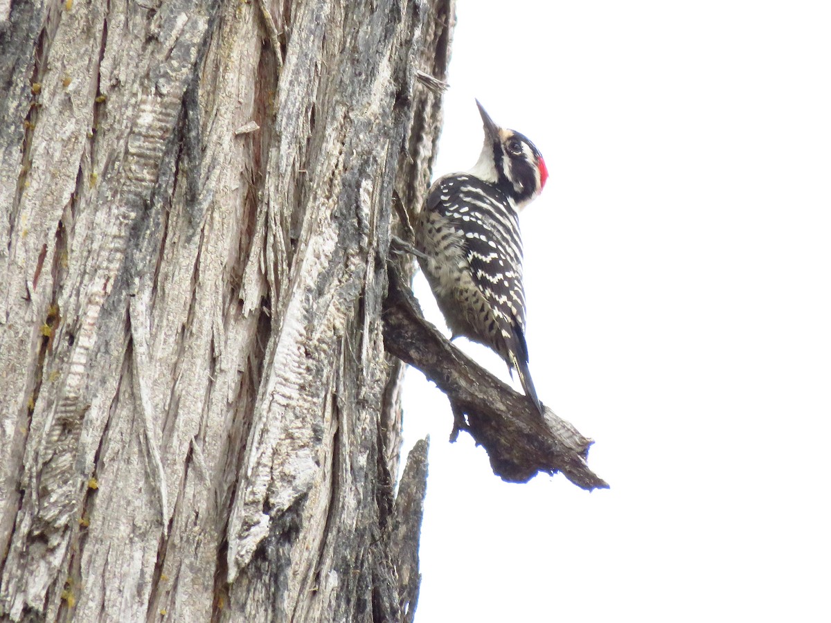 Nuttall's Woodpecker - ML642755832