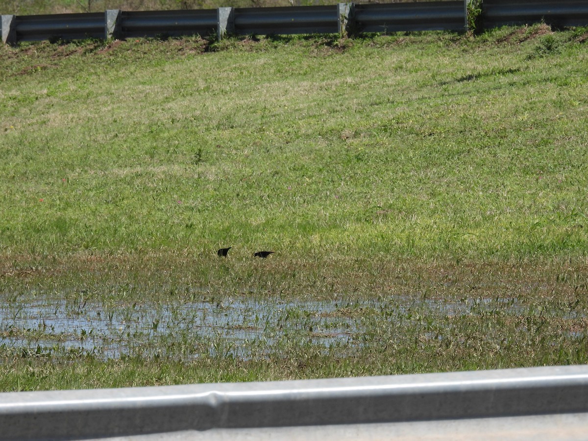 Shiny Cowbird - ML642755838