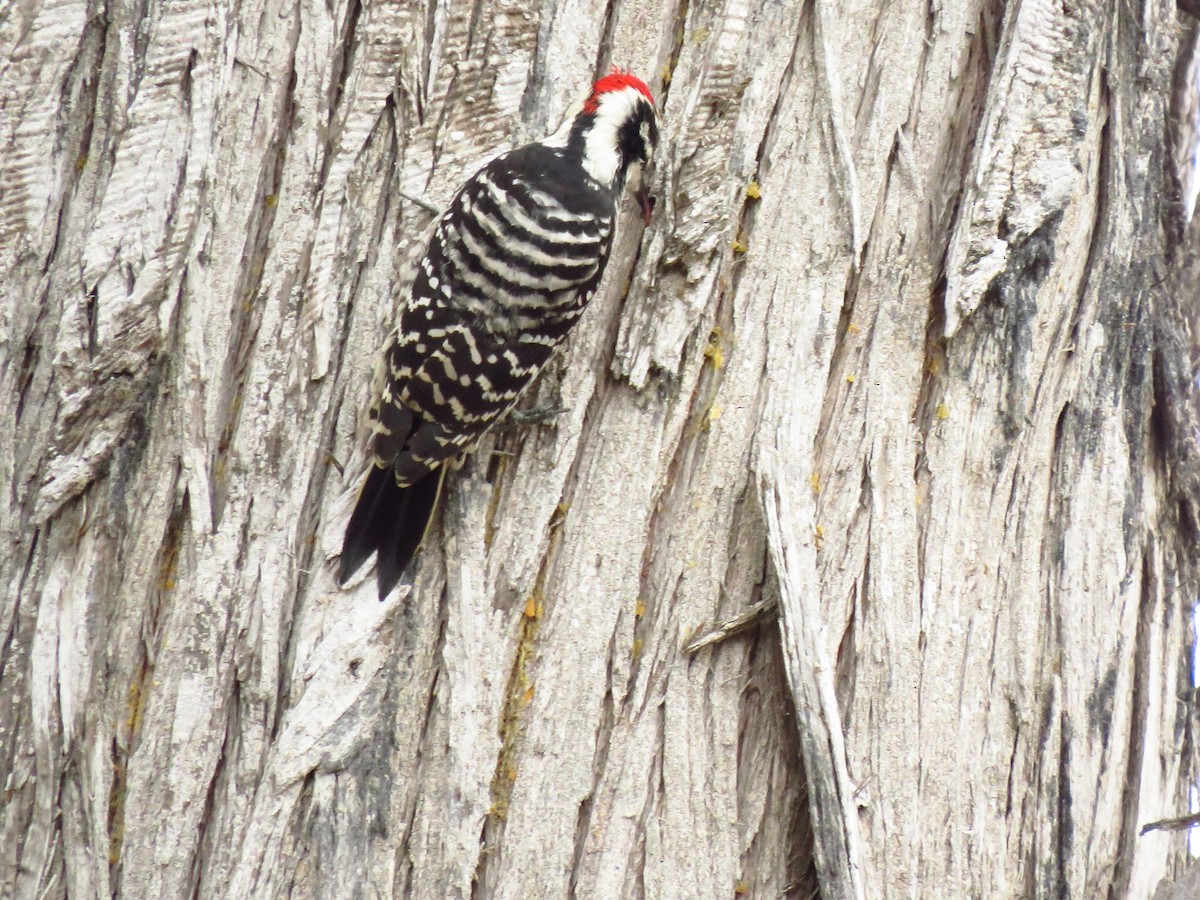 Nuttall's Woodpecker - ML642755839