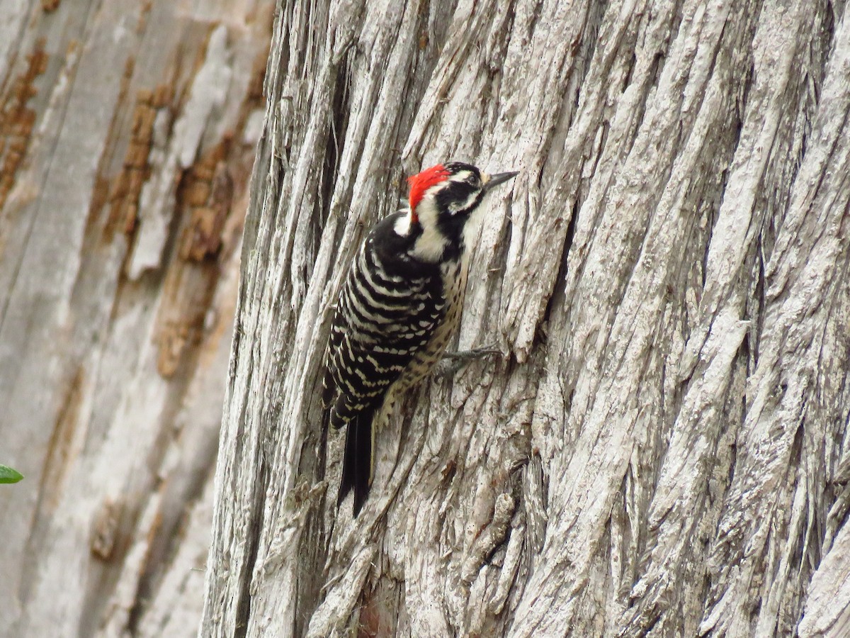 Nuttall's Woodpecker - ML642755840