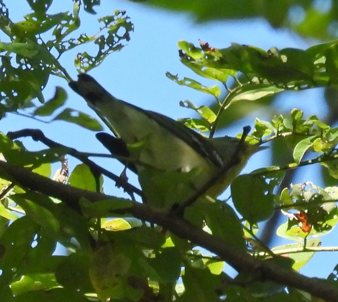 Parula Norteña - ML642755844
