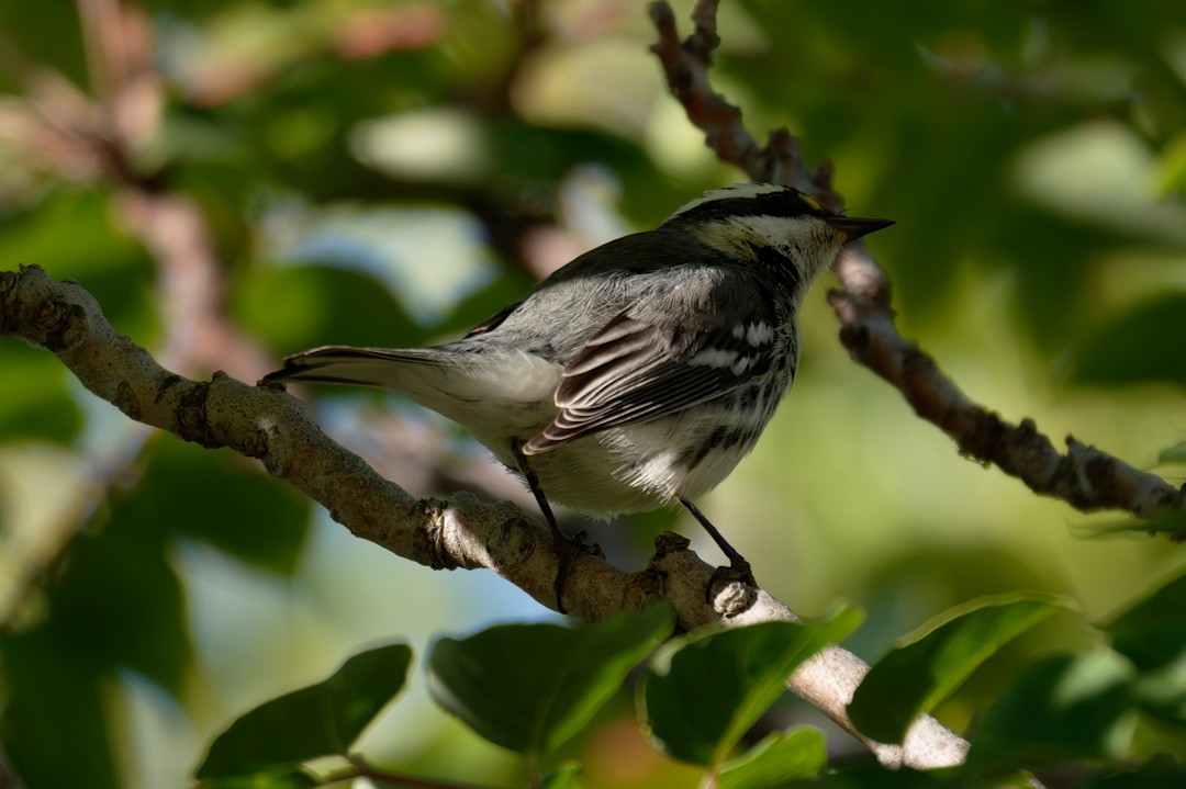 Black-throated Gray Warbler - ML642755845