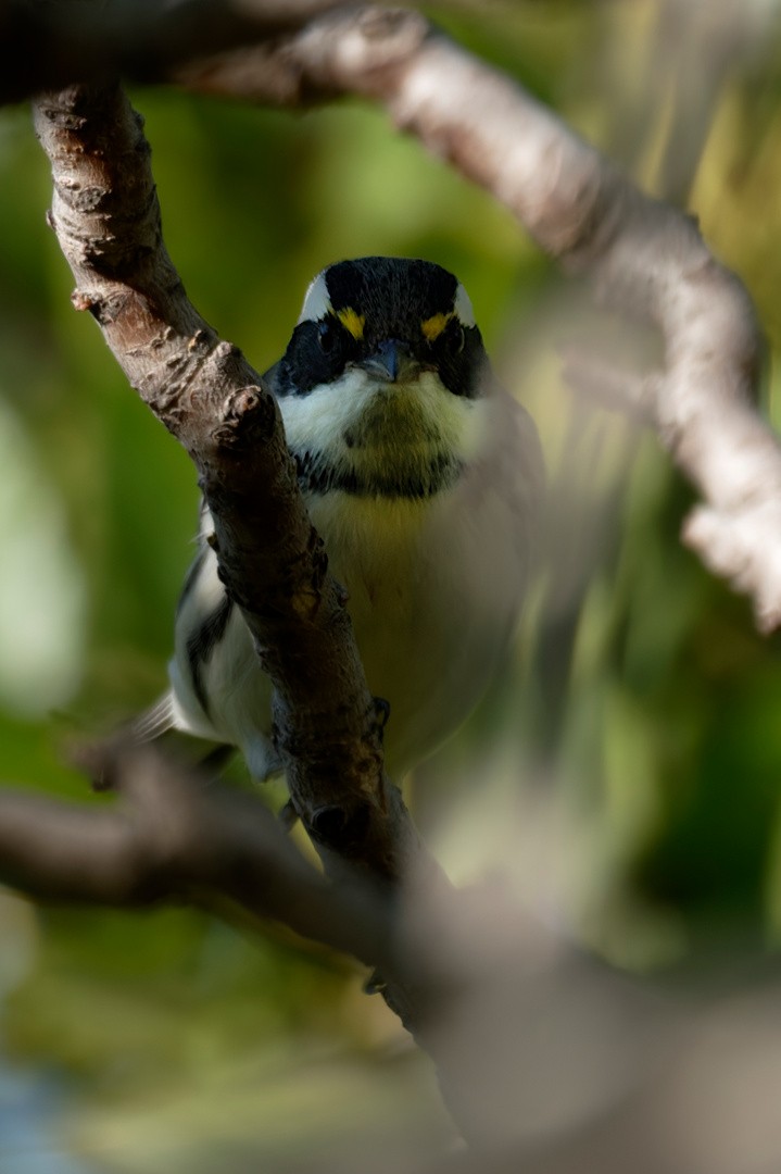 Black-throated Gray Warbler - ML642755846