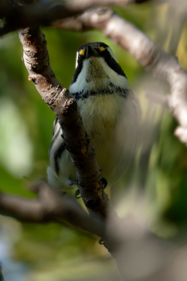 Black-throated Gray Warbler - ML642755847
