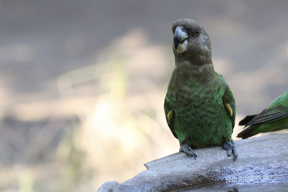 Brown-headed Parrot - ML642755853