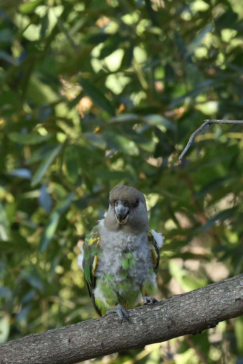 Brown-headed Parrot - ML642755854