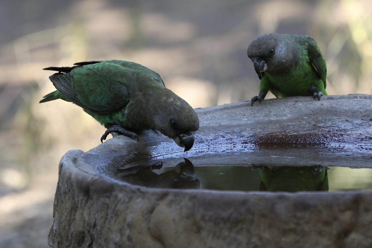Brown-headed Parrot - ML642755856