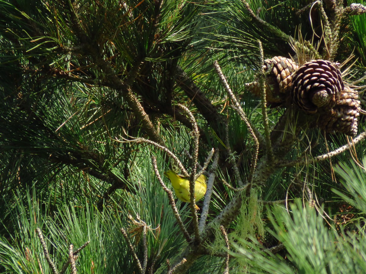 Yellow Warbler - ML642755858