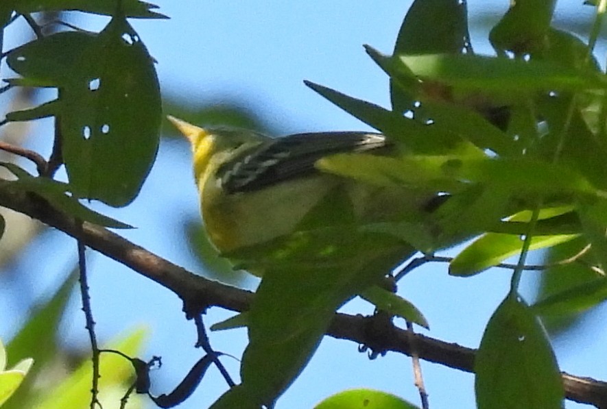 Parula Norteña - ML642755860