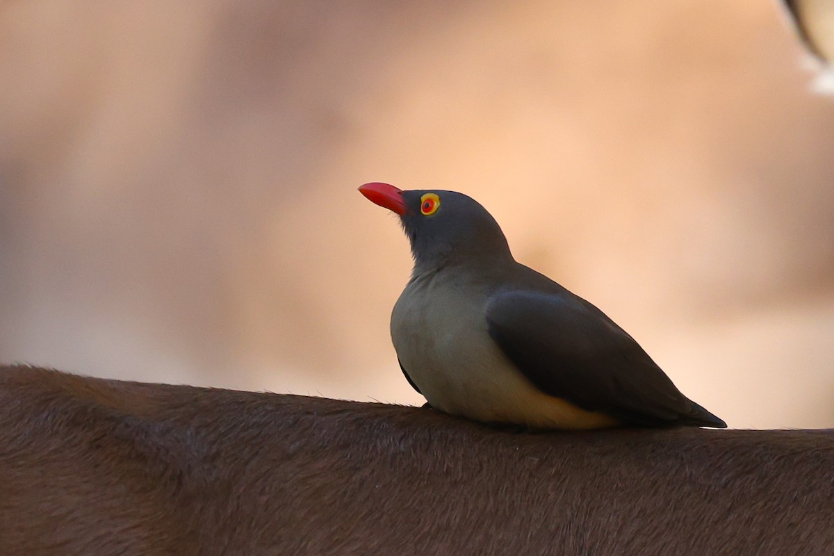 Red-billed Oxpecker - ML642755863