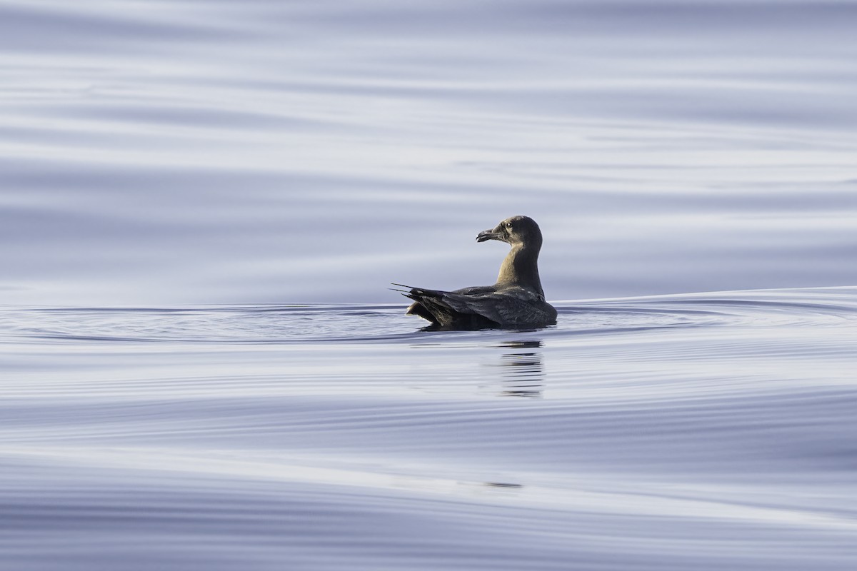 Black-vented Shearwater - ML642755874