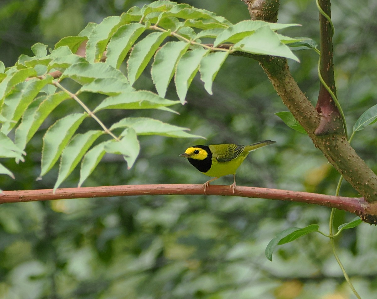 Hooded Warbler - ML642755875