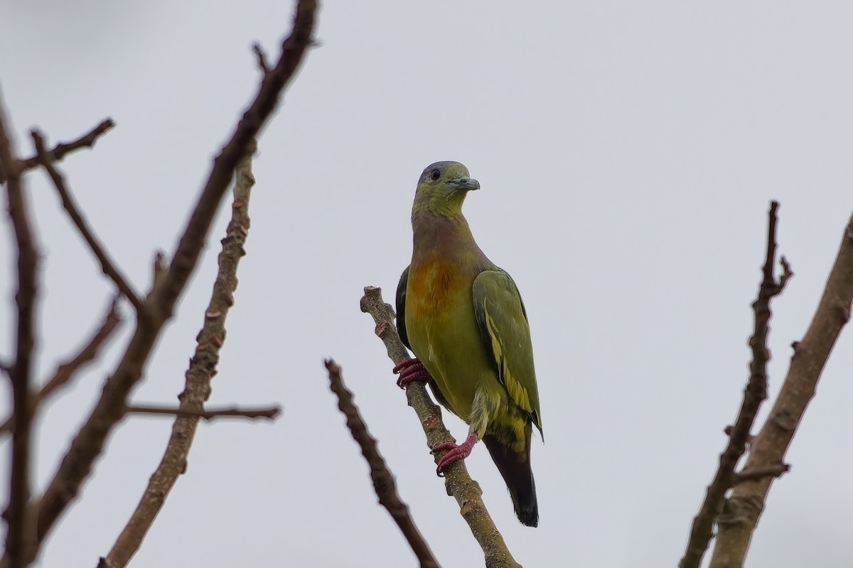 Orange-breasted Green-Pigeon - ML642755876
