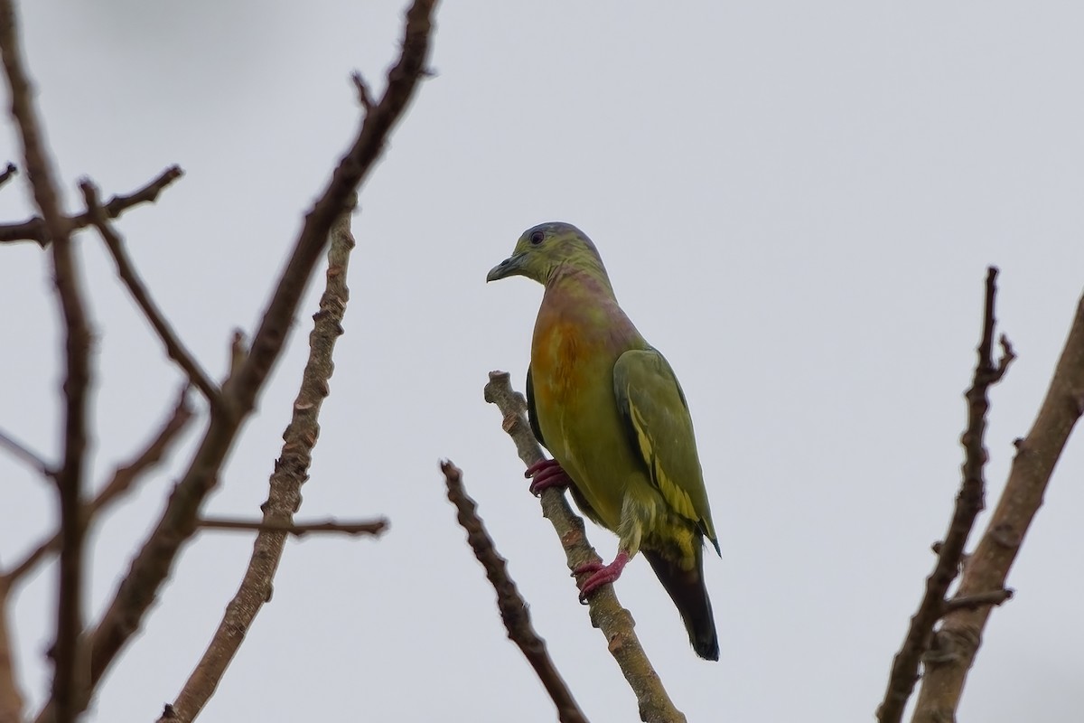 Orange-breasted Green-Pigeon - ML642755877