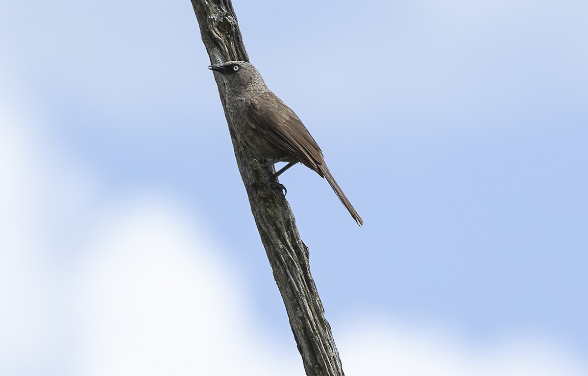Black-lored Babbler - ML642755907