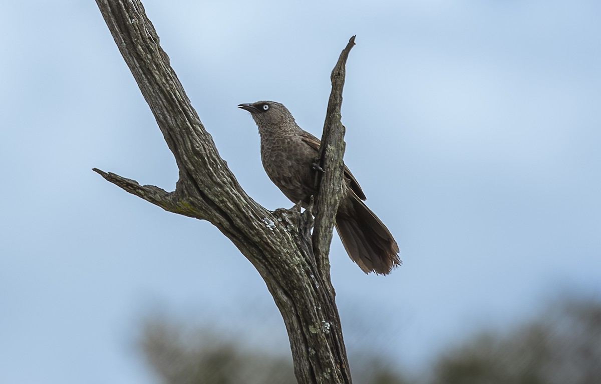 Black-lored Babbler - ML642755908
