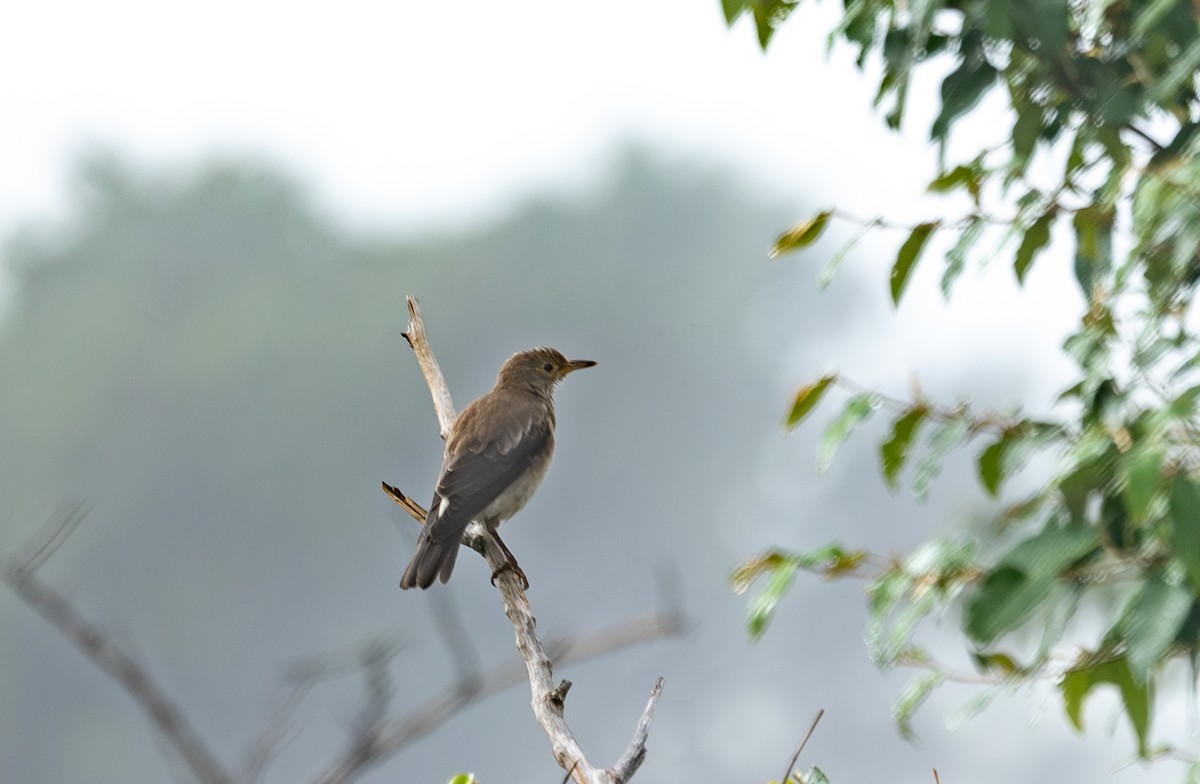 Wattled Starling - ML642755919