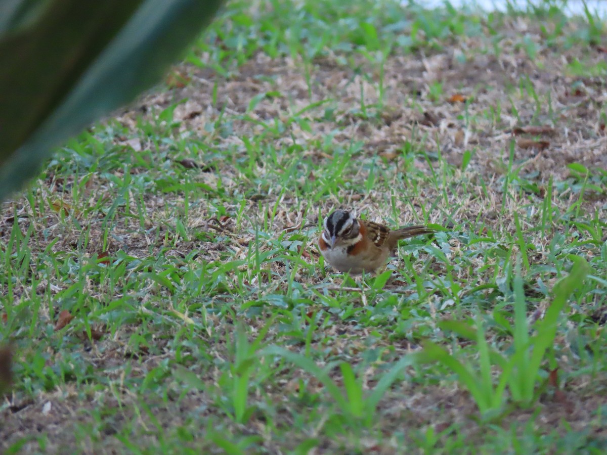 Rufous-collared Sparrow - ML642755948