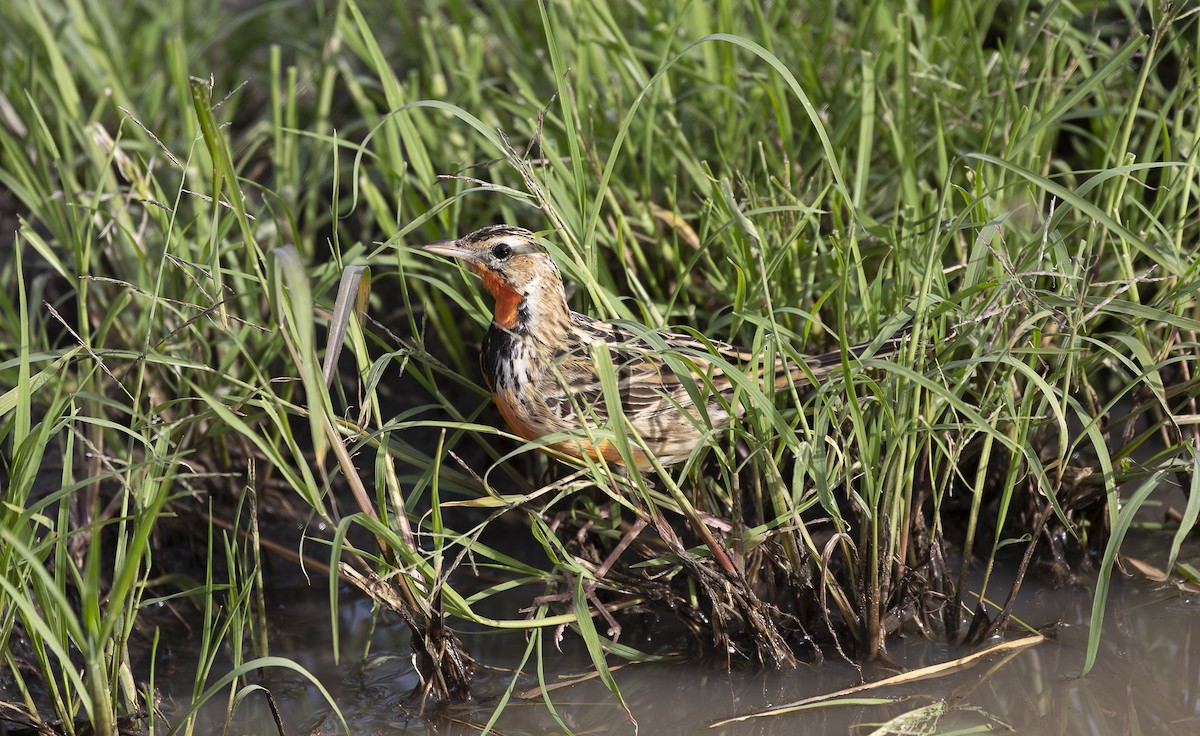 Rosy-throated Longclaw - ML642755959