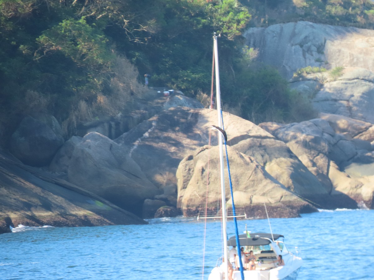 Kelp Gull - Joelma Mesquita