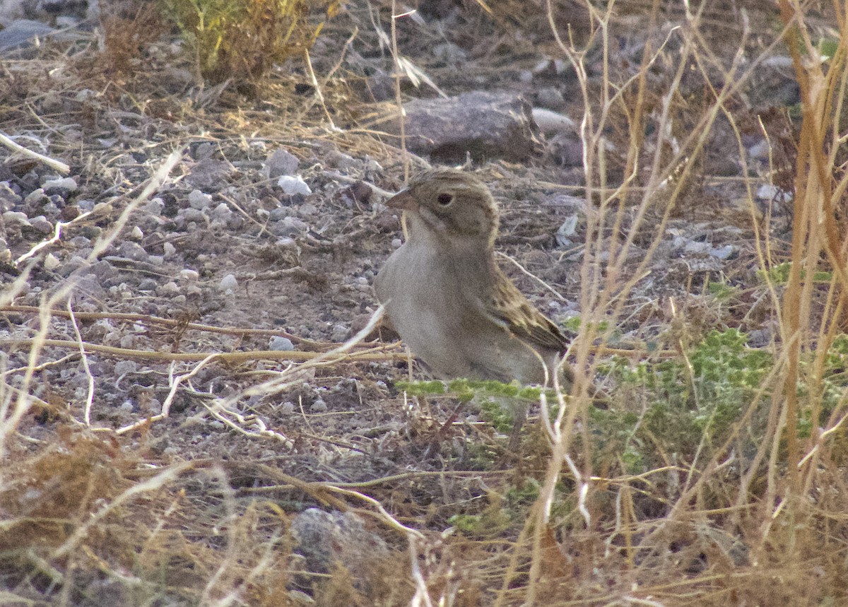 Brewer's Sparrow - ML642755976