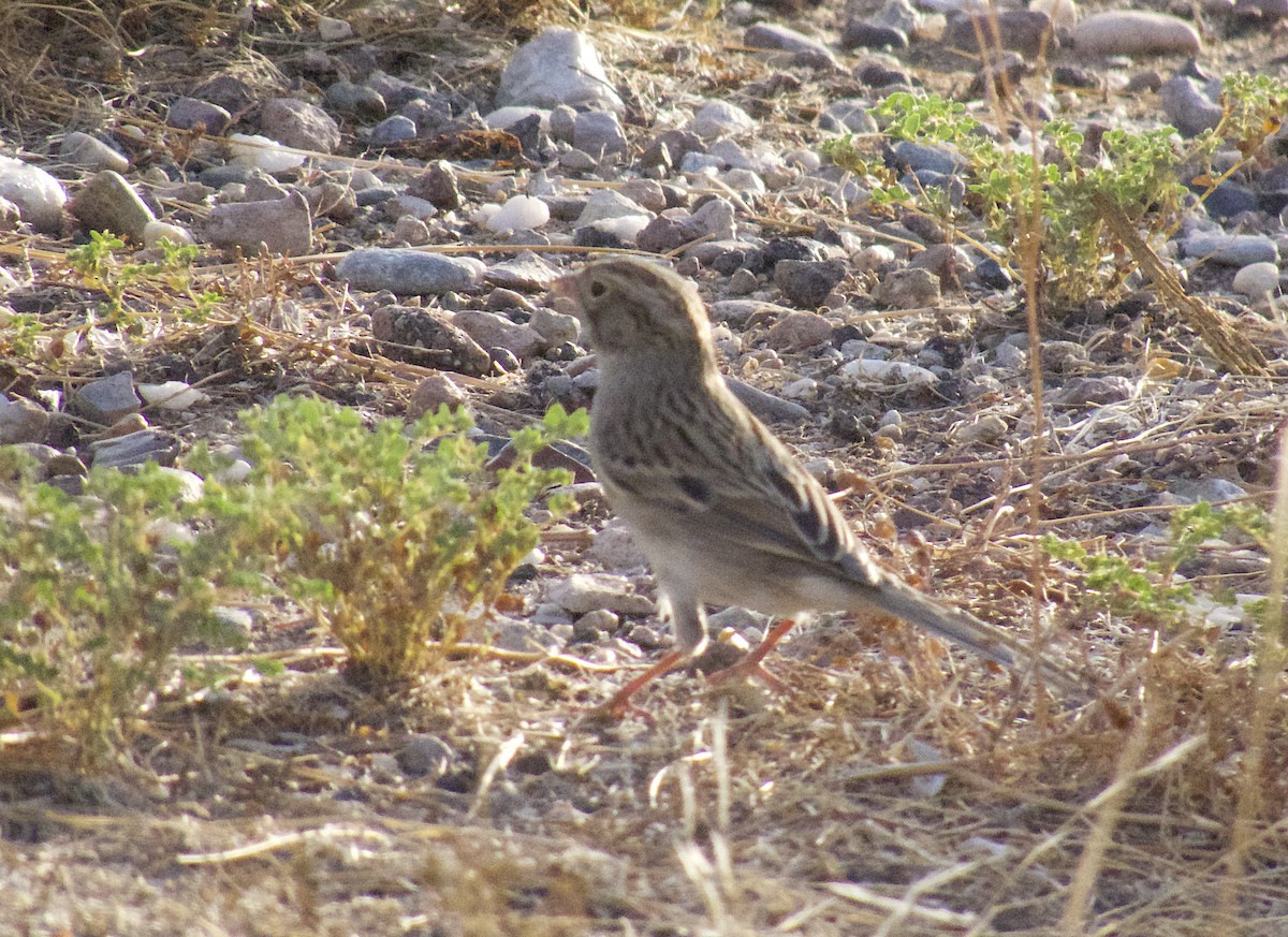 Brewer's Sparrow - ML642755977
