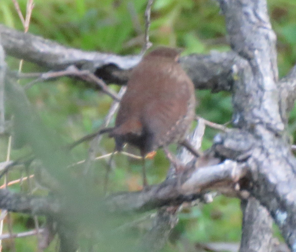 Winter Wren - ML642756019