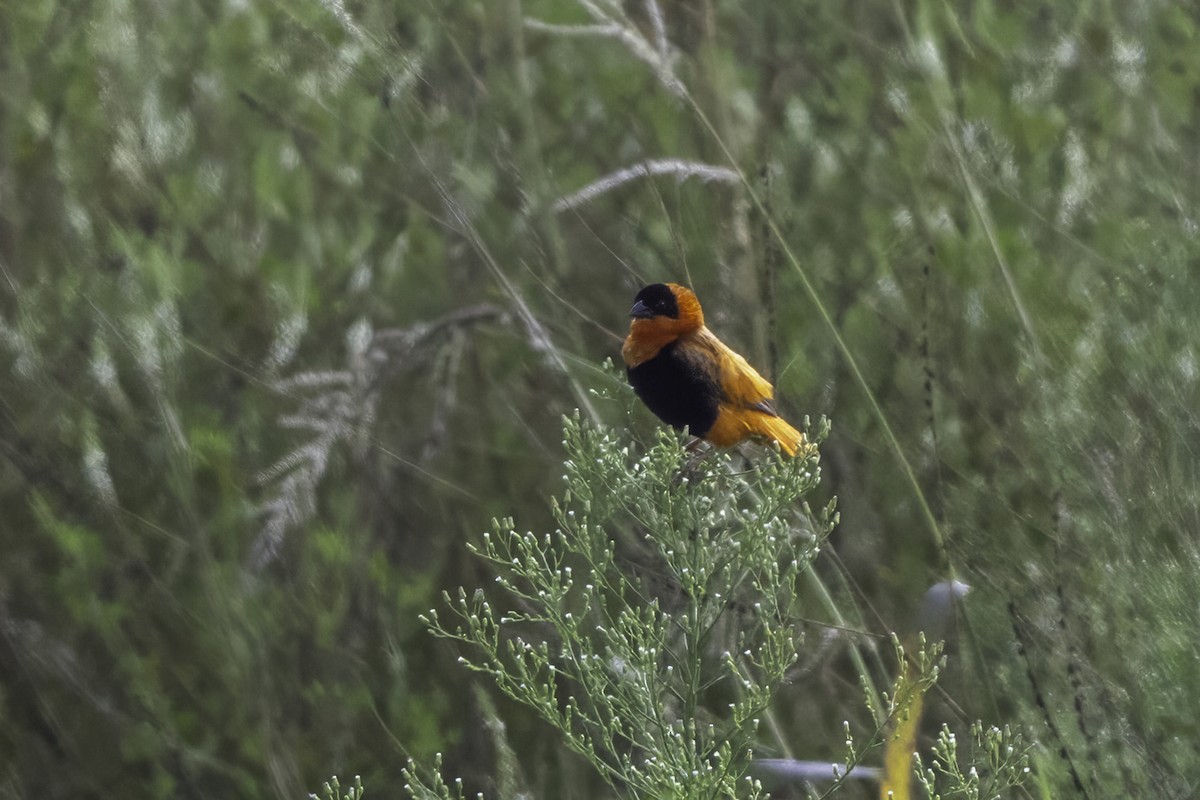 Northern Red Bishop - ML642756021