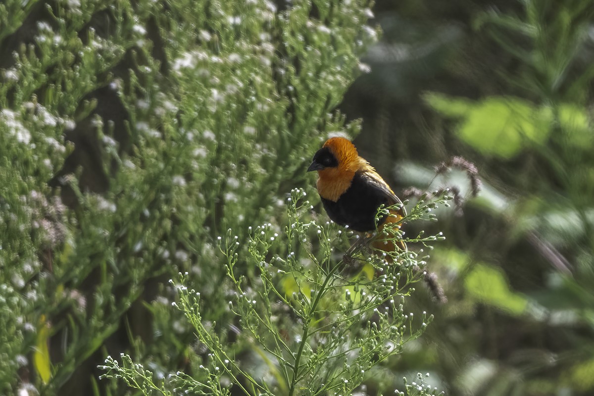Northern Red Bishop - ML642756022