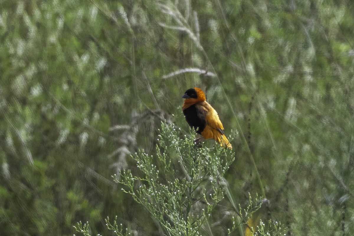Northern Red Bishop - ML642756023